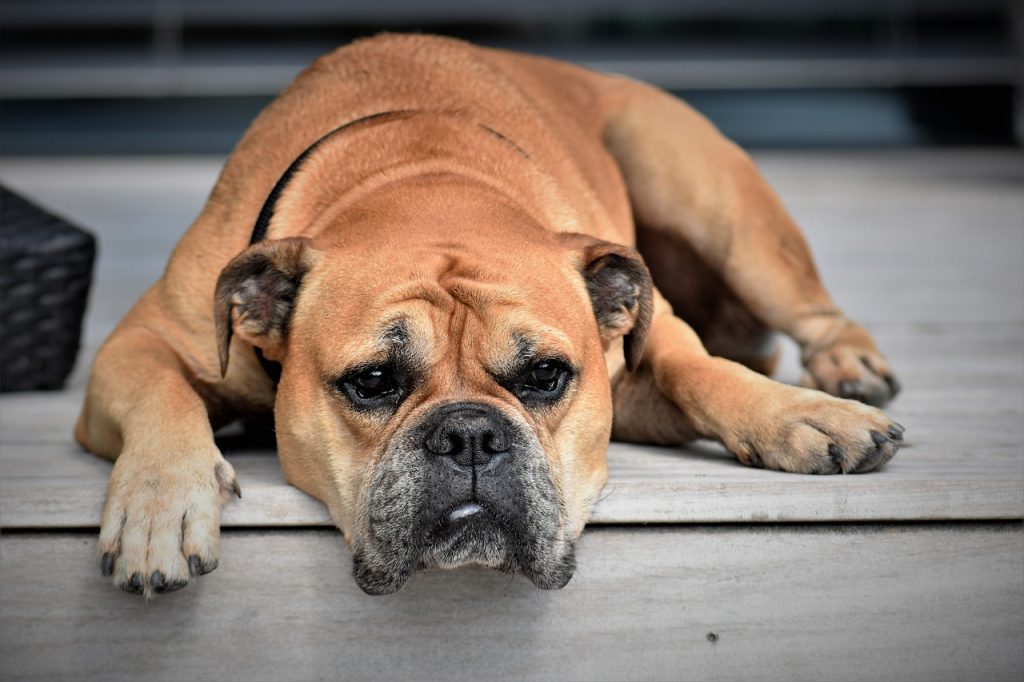 Dog parks have specific rules to ensure everyone's safety.