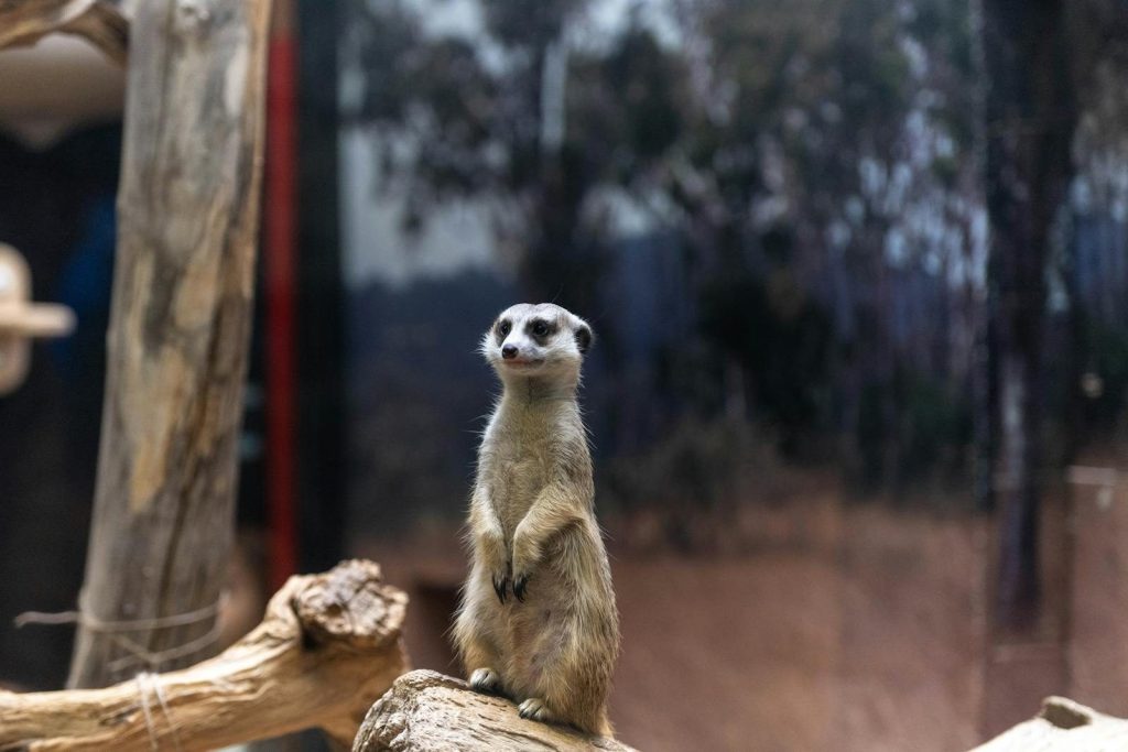 The Best Time to Visit the National Zoo Without the Crowds.