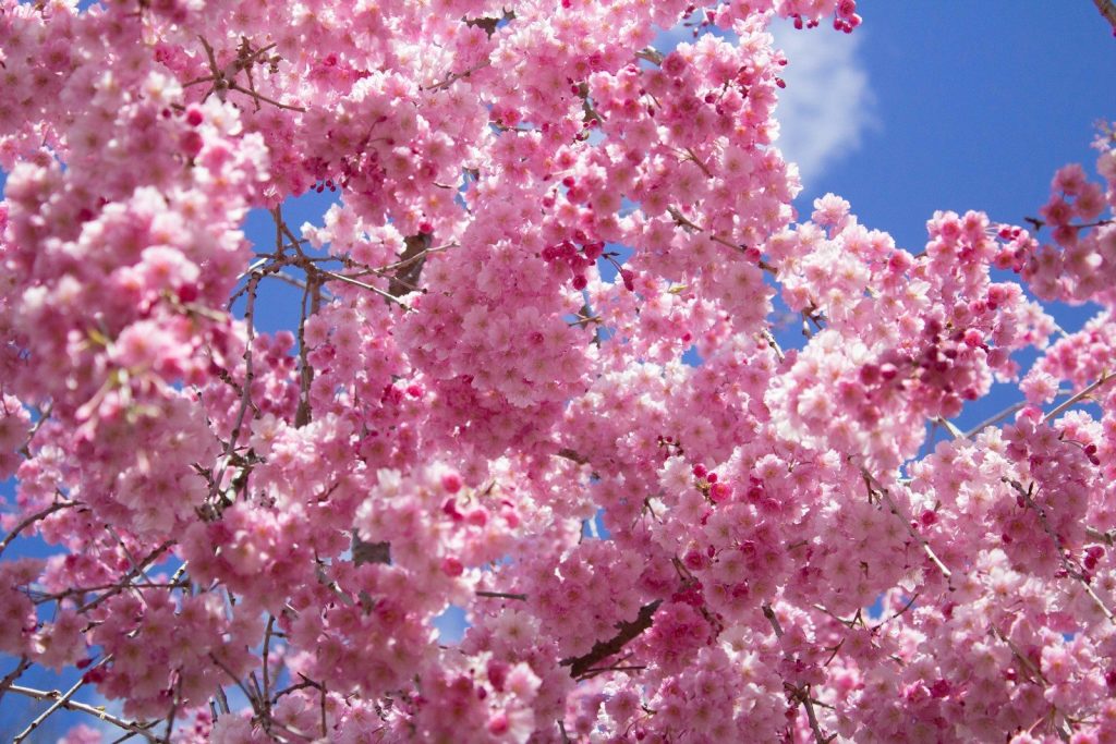 pink flowers are blooming on the branches of a tree