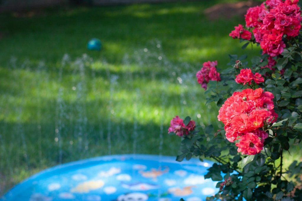 Red flowers bloom near a kiddie pool.