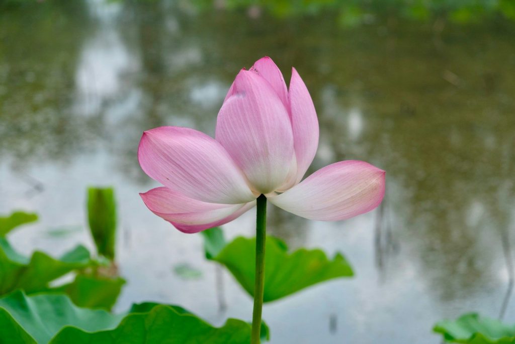 A pink lotus flower sitting on top of a lush green field