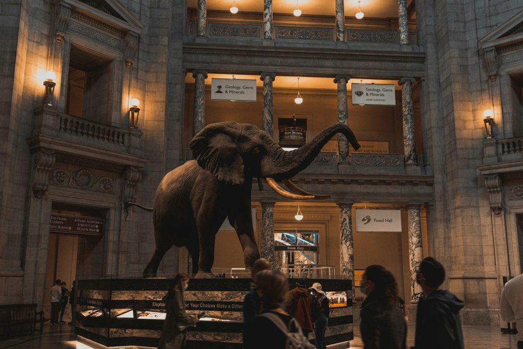 a statue of an elephant inside of a building