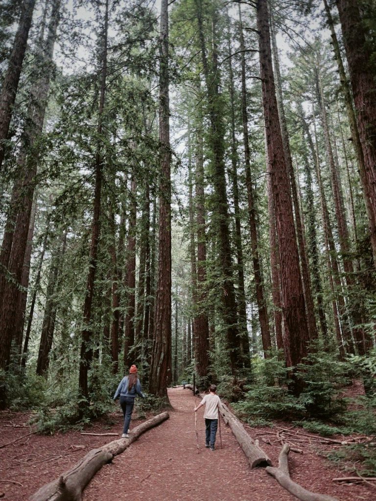 A woman and a child walking on a dirt path through tall redwood trees